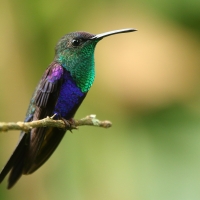 Widłogonek modrobrzuchy - Thalurania colombica - Crowned Woodnymph
