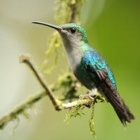Widłogonek modrobrzuchy - Thalurania colombica - Crowned Woodnymph