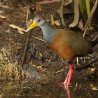 Chruścielak szaroszyi - Aramides cajaneus - Gray-necked Wood Rail