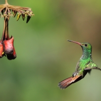Szmaragdzik brązowosterny - Amazilia tzacatl - Rufous-tailed Hummingbird