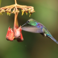 Widłogonek modrobrzuchy - Thalurania colombica - Crowned Woodnymph
