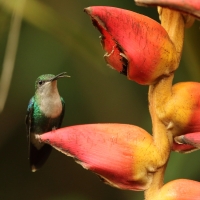 Widłogonek modrobrzuchy - Thalurania colombica - Crowned Woodnymph