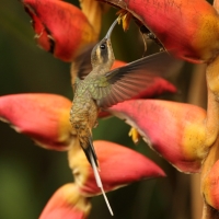 Pustelnik długodzioby - Phaethornis longirostris - Long-billed Hermit