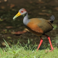 Chruścielak szaroszyi - Aramides cajaneus - Gray-necked Wood Rail