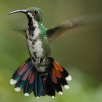 Węglik krawatowy - Anthracothorax prevostii - Green-breasted Mango