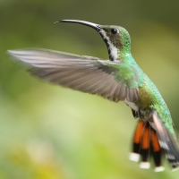 Węglik krawatowy - Anthracothorax prevostii - Green-breasted Mango