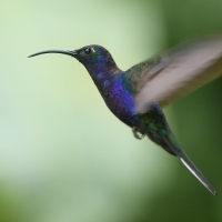 Zapylak fioletowy - Campylopterus hemileucurus - Violet Sabrewing
