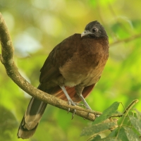 Czakalaka północna - Ortalis vetula - Plain Chachalaca