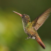 Szmaragdzik brązowosterny - Amazilia tzacatl - Rufous-tailed Hummingbird