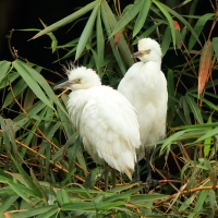 Czapla złotawa - Bubulcus ibis - Western Cattle Egret