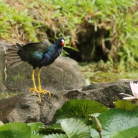 Sułtanka amerykańska - Porphyrio martinica - Purple Gallinule