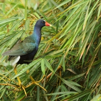 Sułtanka amerykańska - Porphyrio martinica - Purple Gallinule