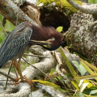 Czapla zielona - Butorides virescens - Green Heron