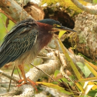 Czapla zielona - Butorides virescens - Green Heron