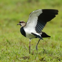 Czajka miedziana - Vanellus chilensis - Southern Lapwing
