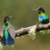 Złotniczek - Panterpe insignis - Fiery-throated Hummingbird