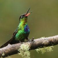 Złotniczek - Panterpe insignis - Fiery-throated Hummingbird