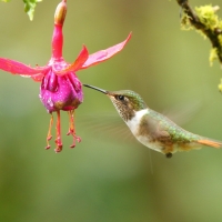 Rudaczek kryzowany - Selasphorus flammula - Volcano Hummingbird