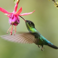 Złotniczek - Panterpe insignis - Fiery-throated Hummingbird