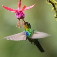 Złotniczek - Panterpe insignis - Fiery-throated Hummingbird