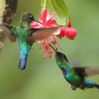 Złotniczek - Panterpe insignis - Fiery-throated Hummingbird