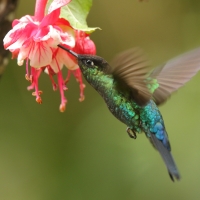 Złotniczek - Panterpe insignis - Fiery-throated Hummingbird