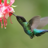 Złotniczek - Panterpe insignis - Fiery-throated Hummingbird