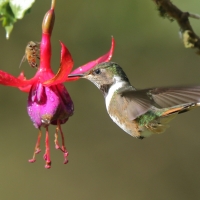 Rudaczek kryzowany - Selasphorus flammula - Volcano Hummingbird