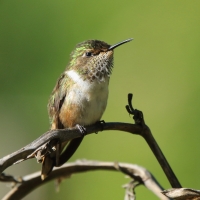 Rudaczek kryzowany - Selasphorus flammula - Volcano Hummingbird
