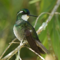 Malachicik białogardły - Lampornis castaneoventris - White-throated Mountain-gem