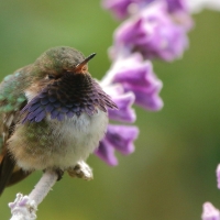Rudaczek kryzowany - Selasphorus flammula - Volcano Hummingbird
