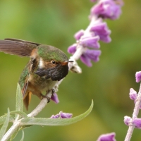 Rudaczek kryzowany - Selasphorus flammula - Volcano Hummingbird