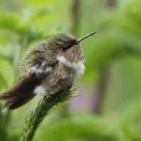 Rudaczek kryzowany - Selasphorus flammula - Volcano Hummingbird