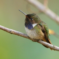 Rudaczek kryzowany - Selasphorus flammula - Volcano Hummingbird