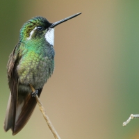 Malachicik białogardły - Lampornis castaneoventris - White-throated Mountain-gem
