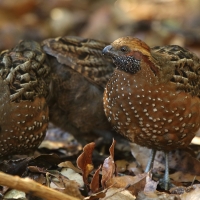 Przepiór brązowy - Odontophorus guttatus - Spotted Wood Quail