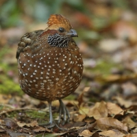 Przepiór brązowy - Odontophorus guttatus - Spotted Wood Quail