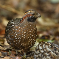 Przepiór brązowy - Odontophorus guttatus - Spotted Wood Quail