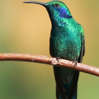 Uszatek zielony - Colibri thalassinus - Green Violetear