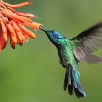 Uszatek zielony - Colibri thalassinus - Green Violetear
