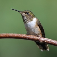 Rudaczek kryzowany - Selasphorus flammula - Volcano Hummingbird