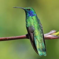 Uszatek zielony - Colibri thalassinus - Green Violetear