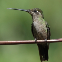 Ametyścik cienkodzioby - Eugenes fulgens - Magnificent Hummingbird
