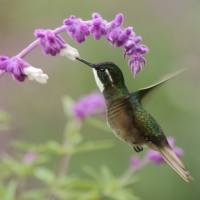 Malachicik białogardły - Lampornis castaneoventris - White-throated Mountain-gem