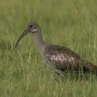 Ibis białowąsy - Bostrychia hagedash - Hadada Ibis