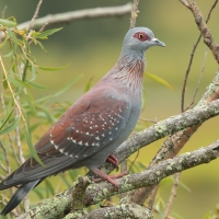 Gołąb okularowy - Columba guinea - Speckled Pigeon