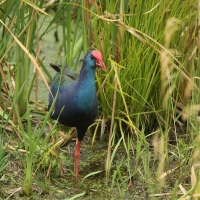Modrzyk afrykański - Porphyrio p. madagascariensis - African Swamphen