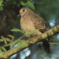 Turkaweczka zielonoplamkowa -Turtur chalcospilos -Emerald-spotted Wood Dove