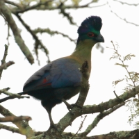 Turak rdzawy - Gallirex porphyreolophus - Purple-crested Turaco