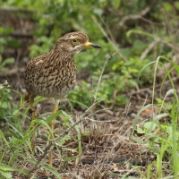 Kulon plamisty - Burhinus capensis - Spotted Thick-knee